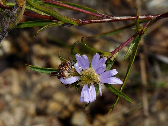 {Eurybia hemispherica}